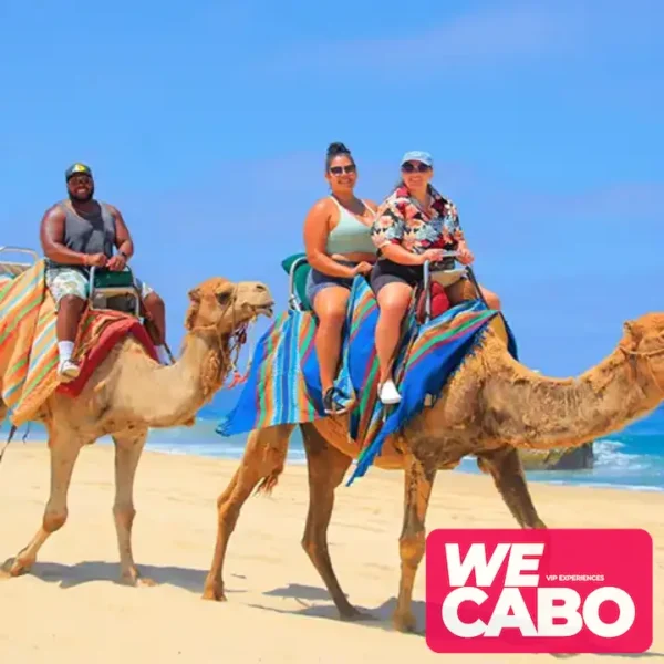 Image of a camel ride along the beaches and deserts of Cabo San Lucas, with Pacific Ocean views, courtesy of WECABO.