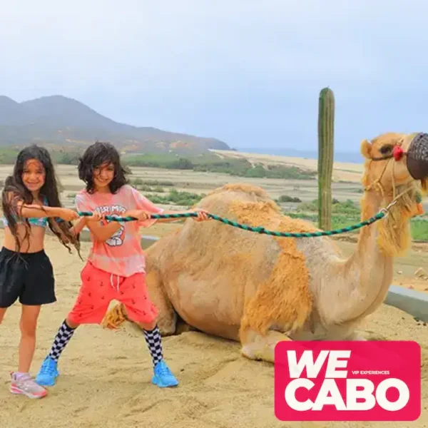 Image of a camel ride along the beaches and deserts of Cabo San Lucas, with Pacific Ocean views, courtesy of WECABO.