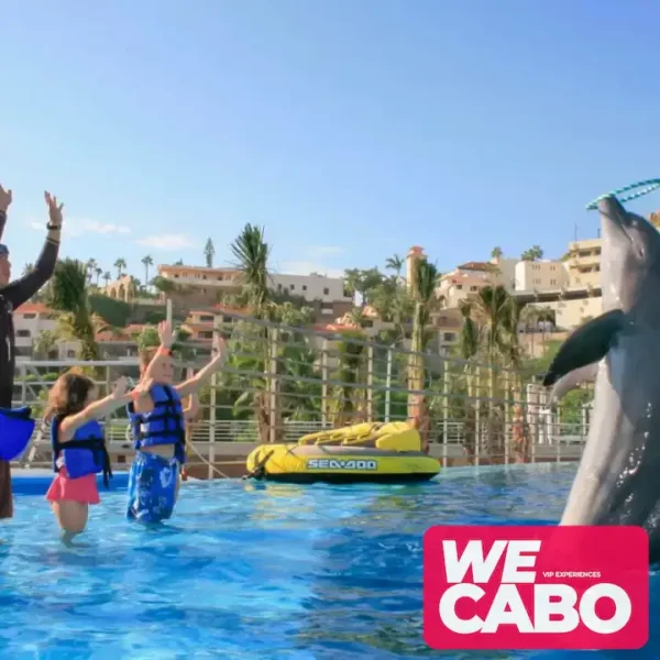 Image of a dolphin encounter in Cabo San Lucas, perfect for families and marine life enthusiasts, courtesy of WECABO.