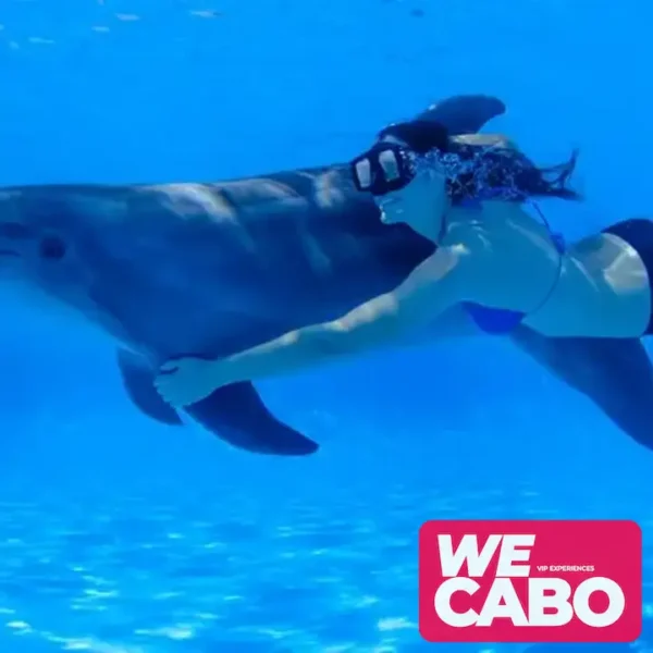 Image of an interactive dolphin swimming experience in Cabo San Lucas, perfect for families, courtesy of WECABO.