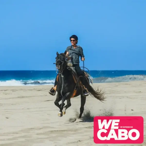 Image of a horseback ride along the beaches and deserts of Los Cabos, perfect for intermediate and advanced riders, courtesy of WECABO.