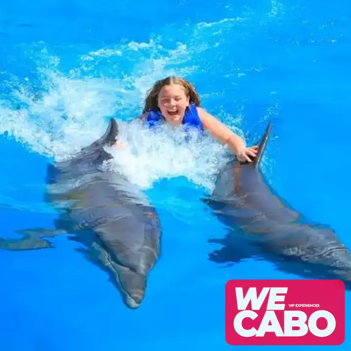 Imagen de una experiencia interactiva nadando con delfines en Cabo San Lucas, ideal para toda la familia, cortesía de WECABO.